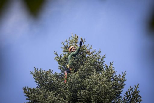 Nachhaltig hoch drei: Weihnachten mit toom