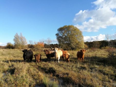 Projekt-Partner für Ganzjahresbeweidung im Nationalpark Hainich gesucht