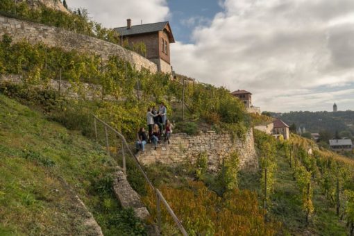 Weinjahrgang Saale-Unstrut 2021