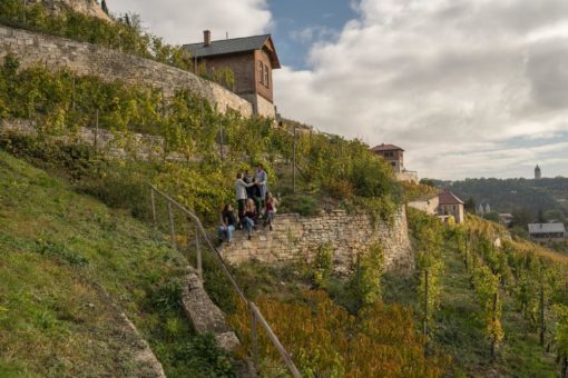 Weinjahrgang Saale-Unstrut 2021