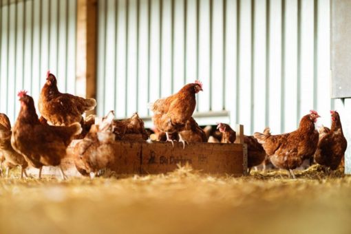Die deutschen Legehennenhalter setzen Standards in Sachen Tierwohl und stellen zu Ostern die Versorgung mit Eiern sicher