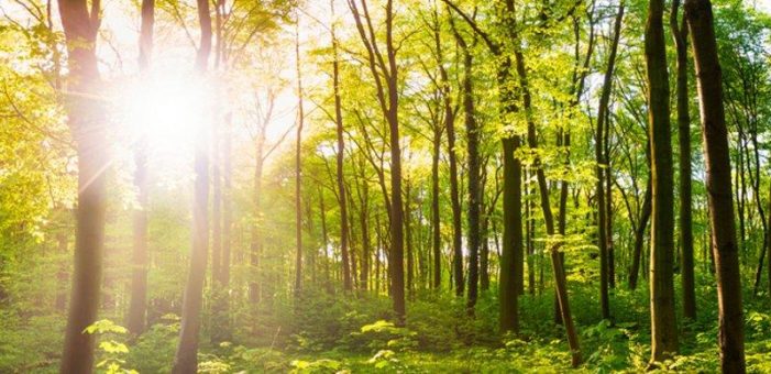 Initiative #Verbandswald:Unternehmensberatungen aus dem BDU forsten heimischen Wald bei Kaiserslautern auf