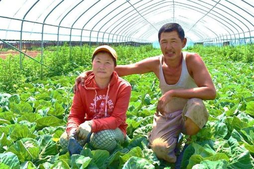 Es begann mit zwei Kühen – die Erfolgsgeschichte einer Biobäuerin aus der Mongolei