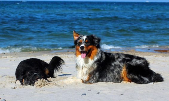 Ferien mit Hund: Perfekt vorbereitet für den Urlaub mit dem Vierbeiner