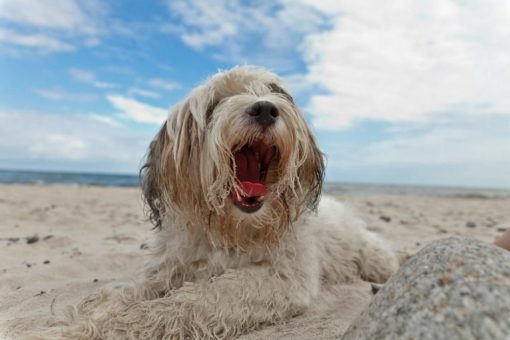 Noch mehr Kundenzufriedenheit in allen Belangen: Relaunch bei ferien-mit-hund.de