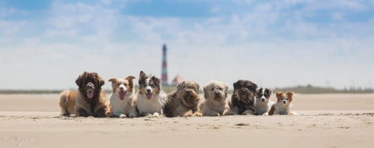 Mit Bello ist der Traum vom perfekten Urlaub (noch lange nicht) aus