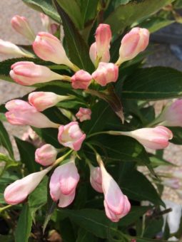 Top 5 der Pflanzenneuheiten im Park der Gärten