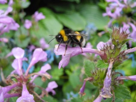 Das große Krabbeln und Fliegen im Garten