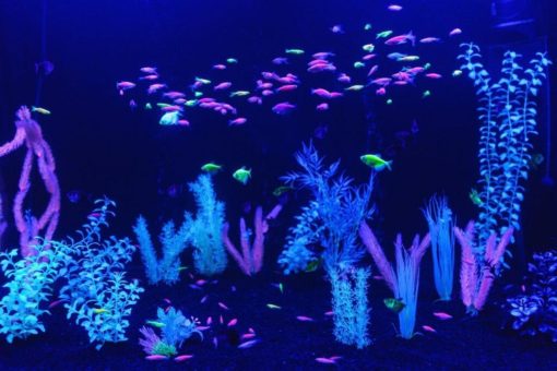 Leuchtfische, die verbotene Faszination