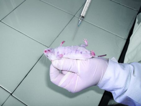 Neue Tierversuchsstatistik: Immer noch leiden und sterben 2,5 Millionen Tiere in deutschen Laboren