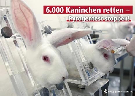 Skandalös: Immer mehr Kaninchen leiden im Pyrogentest