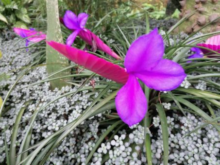 Pflanzenporträt im Winter: die blaue Tillandsie, ein Farbtupfer im Tropenhaus