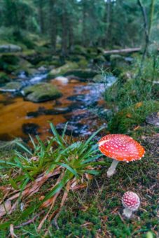 Weitere geführte Pilzlehrwanderung mit geprüftem Pilzsachverständigen