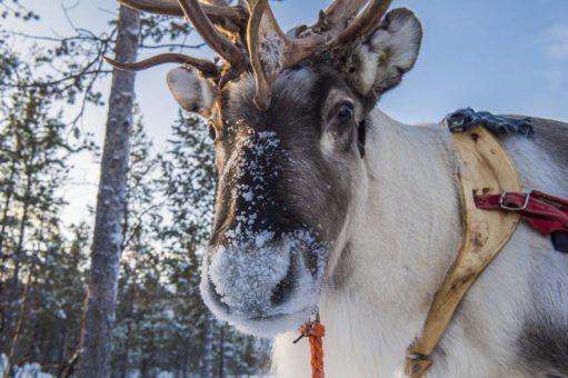 Sicher reisen nach Finnland mit fintouring