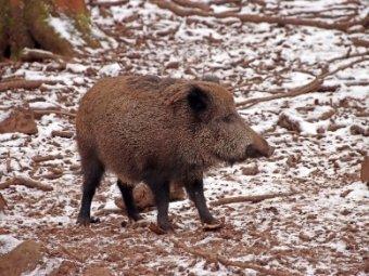 Afrikanische Schweinepest: R+V öffnet Ernteversicherung für neue Kunden