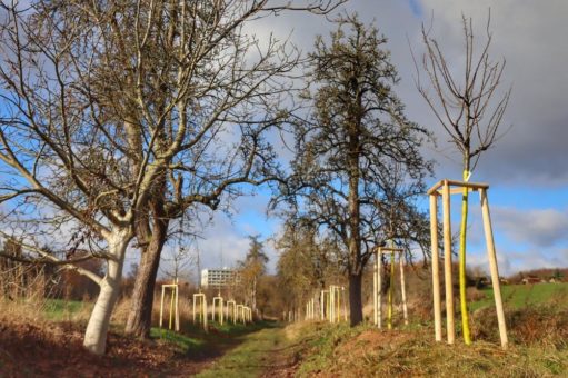 SWG sorgt für Ersatz und pflanzt 80 Obst- und Laubbäume in Nordhausen