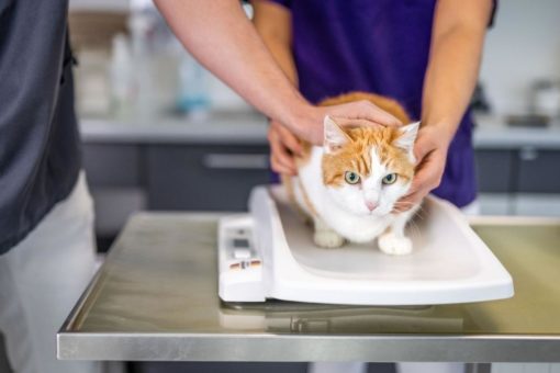 Vorbeugen, erkennen und behandeln – Diabetes bei Katzen