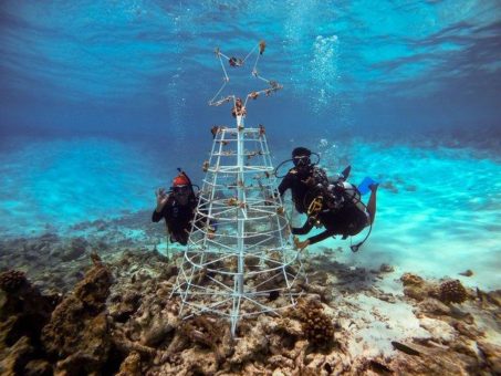 Von Korallenzucht und Solarenergie im Ozen Life Maadhoo