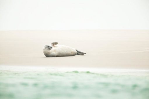 Borkum besitzt die Vielfältigste Natur aller Nordseeinseln