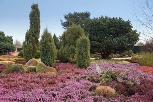Leuchtende Blütenpracht sorgt für gedeckten Tisch im Winter