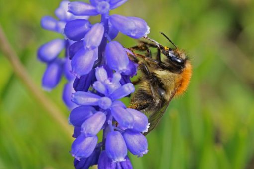 Jetzt Pflanzaktionen für Wildbienen starten