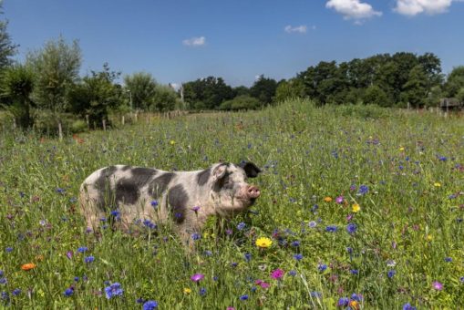 Keine Sau interessiert sich für bedrohte Schweine