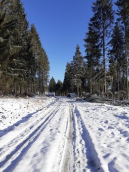 Winterwanderung durch das Riefenbachtal mit Wildkatzenpfad