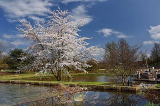 Blühende Stauden und Gehölze verkünden den Frühling