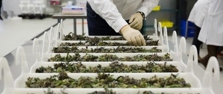 EnWave stärkt Schutz des geistigen Eigentums mit neuem US-Patent für ein fortschrittliches Cannabis-Trocknungsverfahren