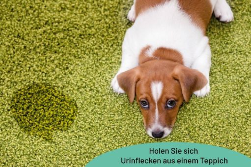 Wie man Urinflecken aus einem Teppich bekommt