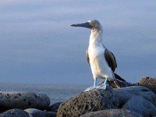Galapagos Urlaub: Darwin-Tag am 12. Februar der perfekte Anlass!