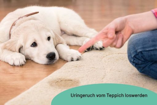 Ultimativer Ratgeber zur Beseitigung von Uringeruch aus Teppichen