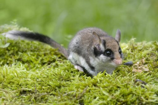 Gartenschläfern beim Überwintern helfen