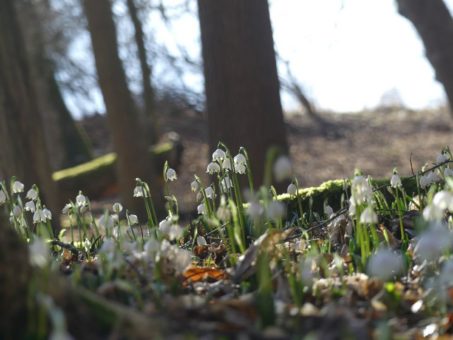 Märzenbecher eröffnen im Nationalpark Hainich den Reigen der Frühblüher