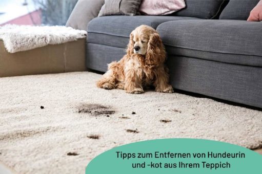 Tipps zum Entfernen von Hundeurin und -kot aus Ihrem Teppich
