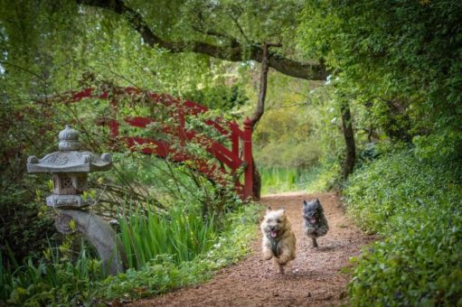 Countdown für Gartenbücher – was sind die Besten des Jahres 2022?