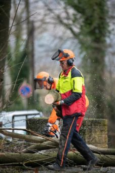 Niedersächsische Landesforsten ziehen erste Bilanz nach den Stürmen