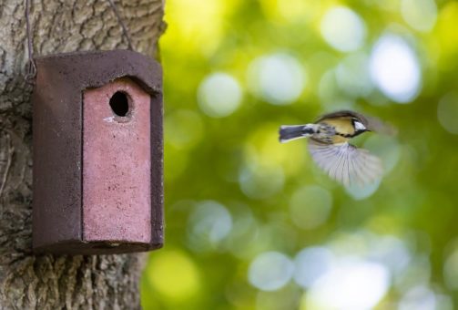 „Bei dir piept’s wohl …“