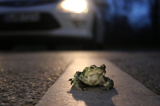 Achtung: Die Kröten wandern schon!