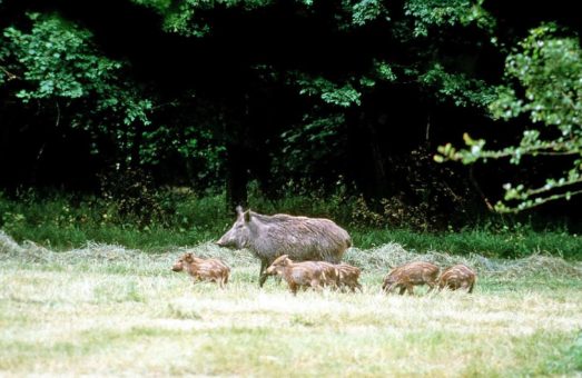 Europaweiter Anstieg der Wildschweinbestände auch in der Hainichregion problematisch für Landwirtschaft