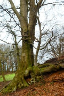 Die Rotbuche – Baum des Jahres 2022