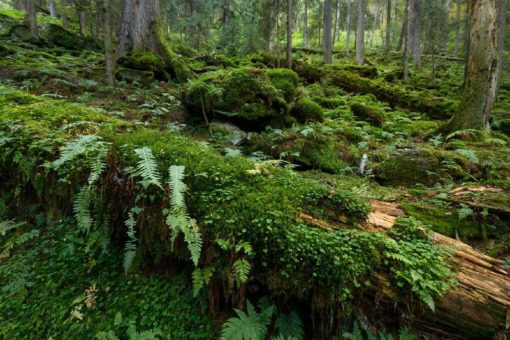 Illegaler Holzeinschlag in Rumäniens Naturwäldern nimmt trotz Gerichtsdrohung zu