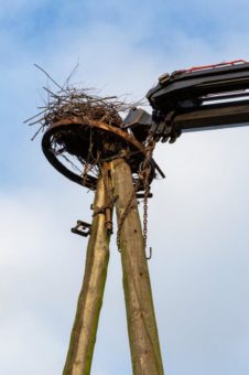 WEMAG, NABU und Energieanlagenbauunternehmen EEB errichten neues Storchennest