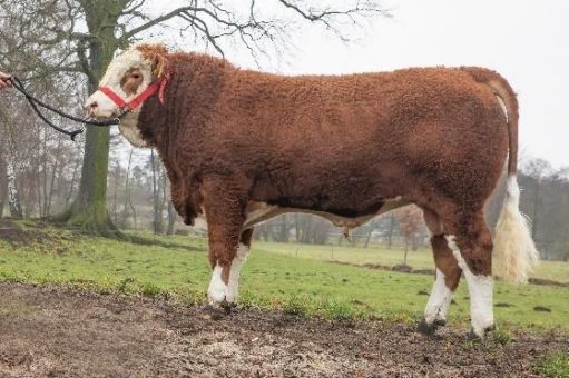 Per Mausklick: Züchter ersteigern Spitzen-Jungbullen