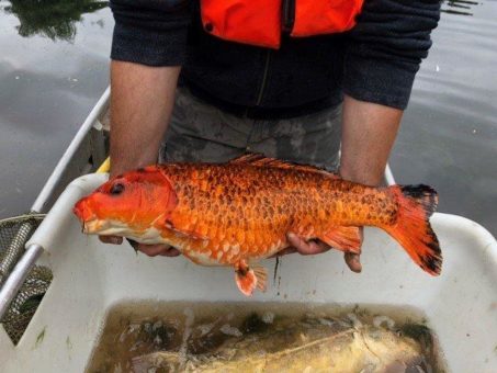 StEB Köln prüfen Fischbestand in den Parkweihern