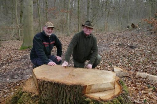 Guter Rat unter alter Eiche – heute geerntet, vor 250 Jahren gepflanzt