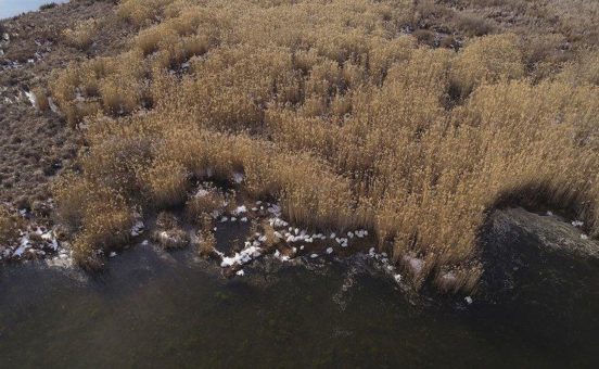 Schwerer Ausbruch der Vogelgrippe in griechischem Feuchtgebiet