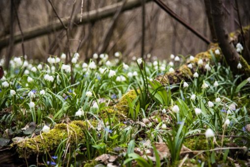 Frühlingserwachen am DonAUwald-Wanderweg