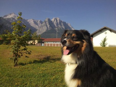 Mein Hund ist Gast im MyTirol