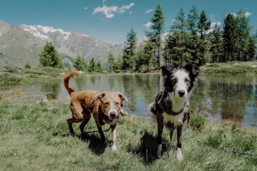 Hund und Mensch auf Genusstour mit den Vinschgerhof-Guides
